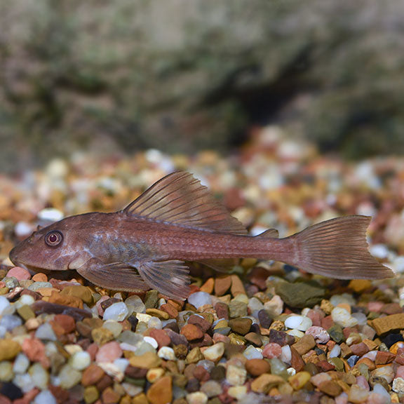 Common Pleco