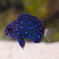 Caribbean Jewel Damsel (Microspathodon chrysurus)