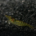 Green Jade Shrimp (Neocaridina sp.)
