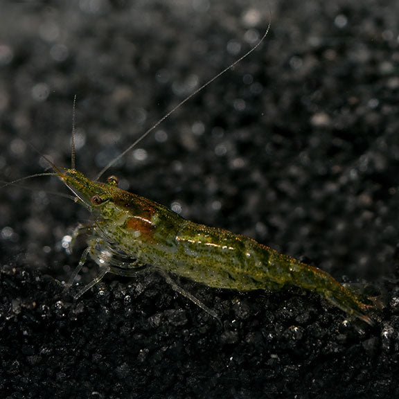 Green Jade Shrimp (Neocaridina sp.)