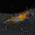 Orange Rili Shrimp (Neocaridina davidi)