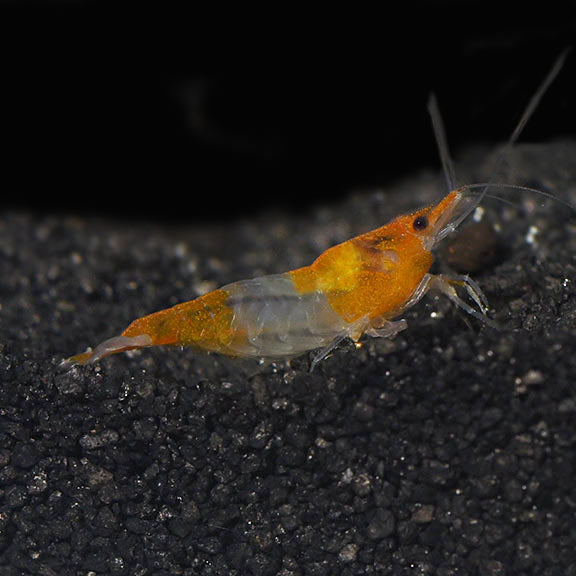 Orange Rili Shrimp (Neocaridina davidi)