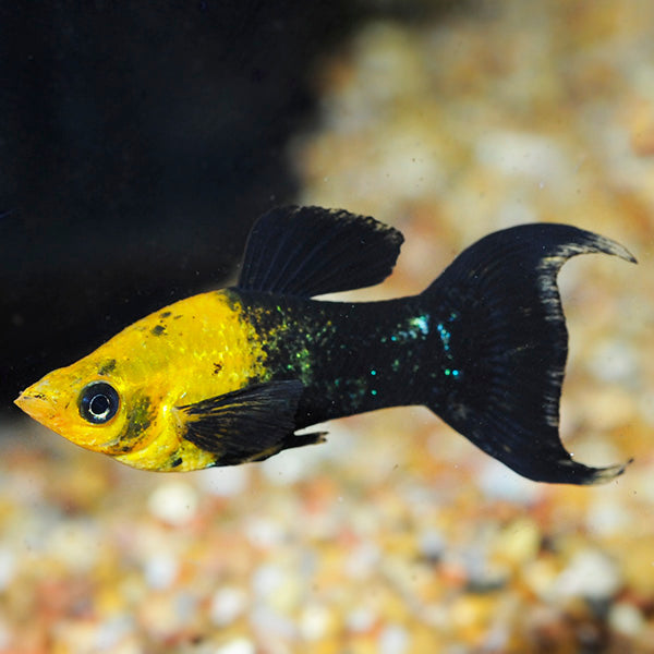 Gold & Black Lyretail Molly