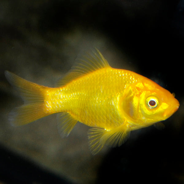 Pool Comet Goldfish (Carassius auratus)