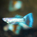 Male Sky Blue Guppy (Poecilia reticulata)