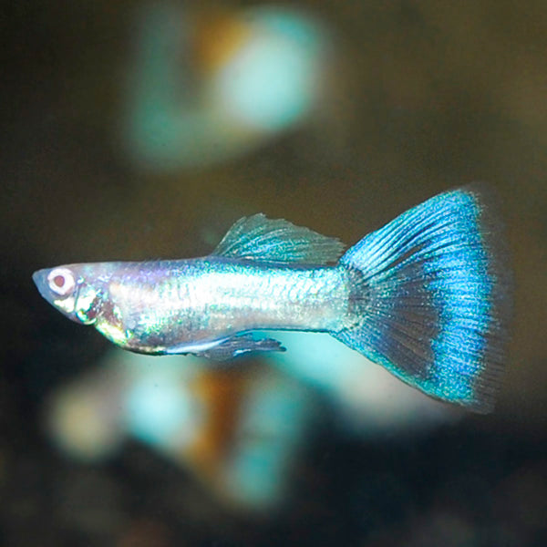 Male Sky Blue Guppy (Poecilia reticulata)