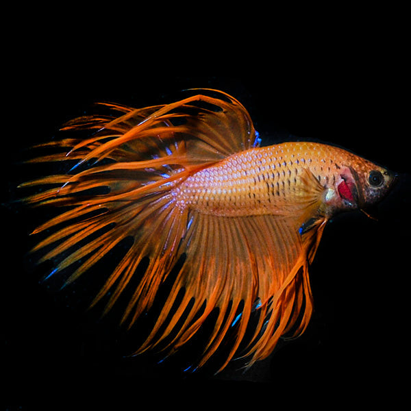 Gold Crowntail Betta (Betta splendens)