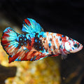 Koi Betta (Betta splendens) (Tricolor Roundtail)