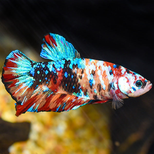 Koi Betta (Betta splendens) (Tricolor Roundtail)