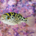 Green Spotted Puffer (Dichotomyctere nigroviridis)