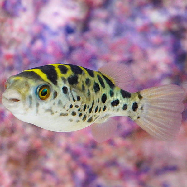Green Spotted Puffer (Dichotomyctere nigroviridis)