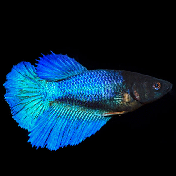 Half Moon Female Betta (Betta splendens)