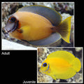Chocolate Mimic Tang (Acanthurus pyroferus)