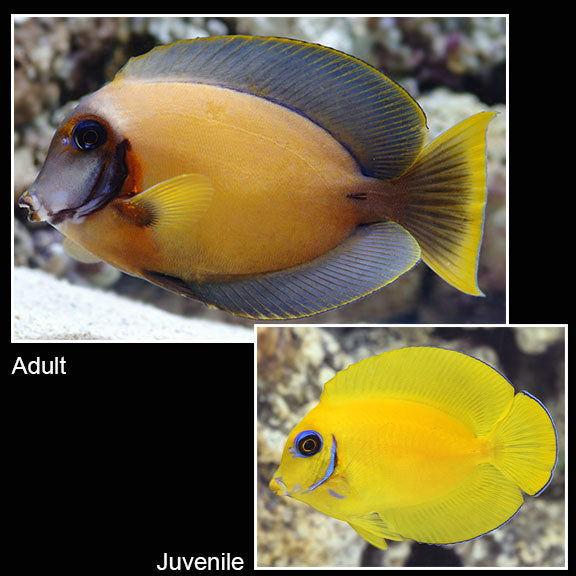 Lemon Peel Tang
