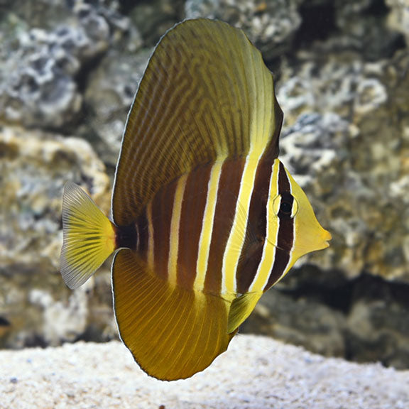 Sailfin Tang (Zebrasoma veliferum)
