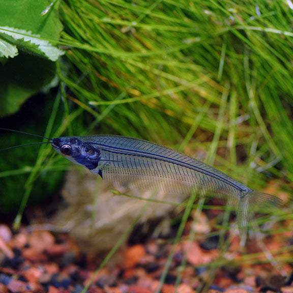 Glass Catfish (Kryptopterus sp.)