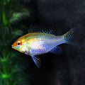 H/F Lyretail Gold Ram