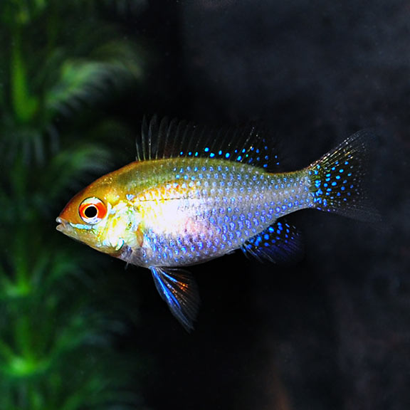 H/F Lyretail Gold Ram