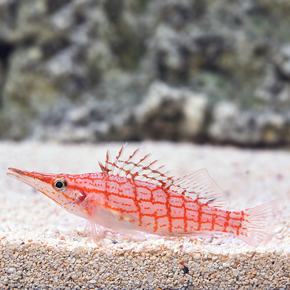 Longnose Hawkfish (Oxycirrhites typus)