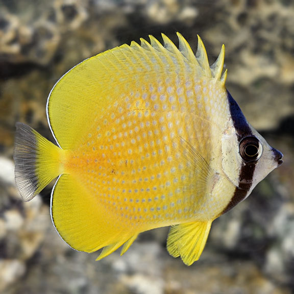 Orange Kleinii Butterflyfish (Chaetodon kleinii)
