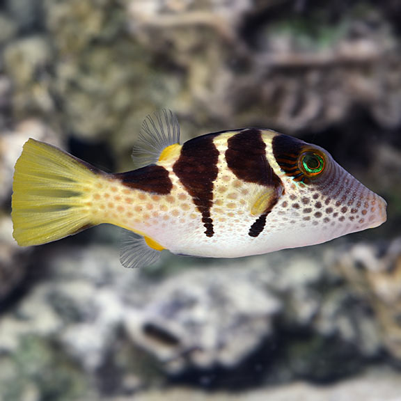 Valentine Puffer (Canthigaster valentini)