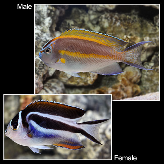 Bellus Angelfish (Genicanthus bellus) - Female