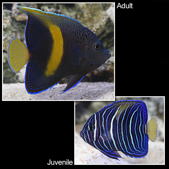 Maculosus Angelfish (Pomacanthus maculosus)
