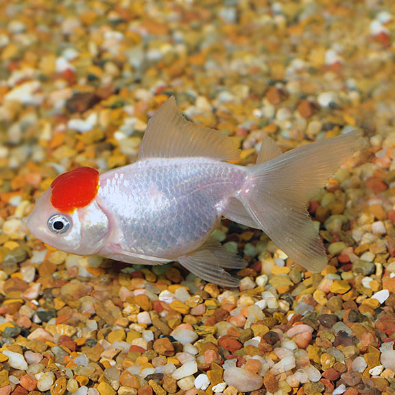 Red Oranda Goldfish (Carassius auratus)