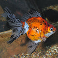 Calico Ranchu Lionhead Goldfish (Carassius auratus)