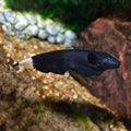 Black Ghost Knife (Apteronotus albifrons)