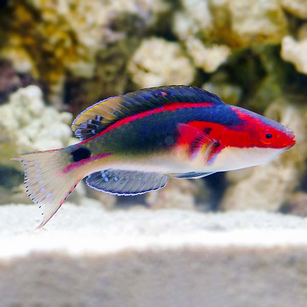 Exquisite Fairy Wrasse (Cirrhilabrus exquisitus)