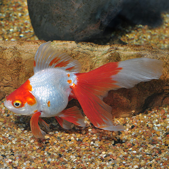 Red & White Comet Goldfish (Carassius auratus)