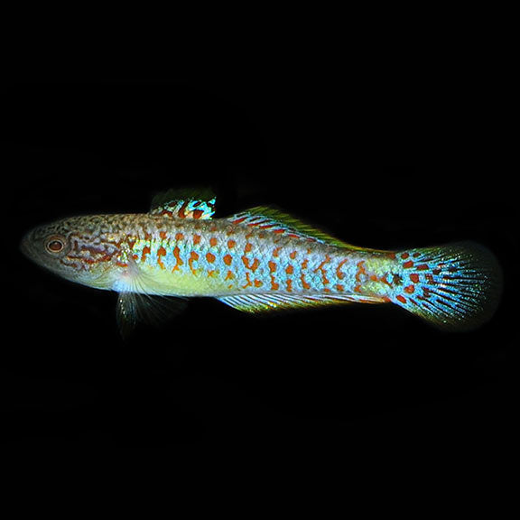Peacock Gudgeon (Tateurndina ocellicauda)