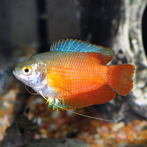 Flame Dwarf Gourami (Trichogaster lalius) - Male