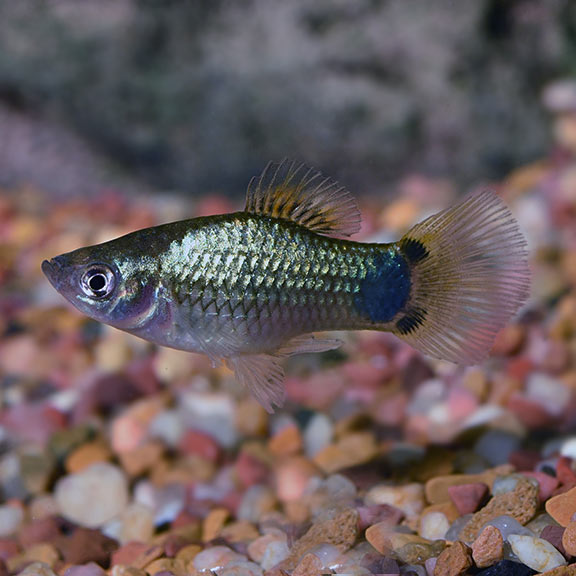 Imported Blue Painted Platy
