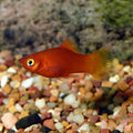 Imported Red Platy