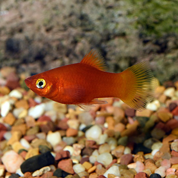 Imported Red Platy