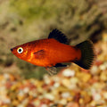 Imported Red Wag Platy