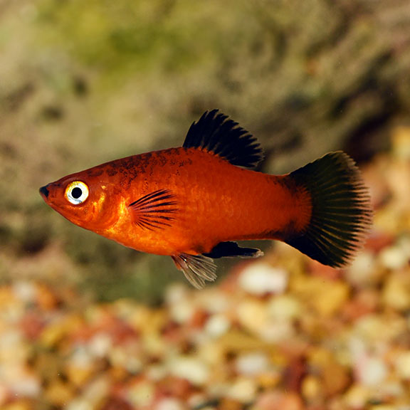 Imported Red Wag Platy
