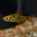 Gold Barb (Barbodes semifasciolatus)