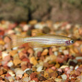 Gold Zebra Danio (Danio rerio)