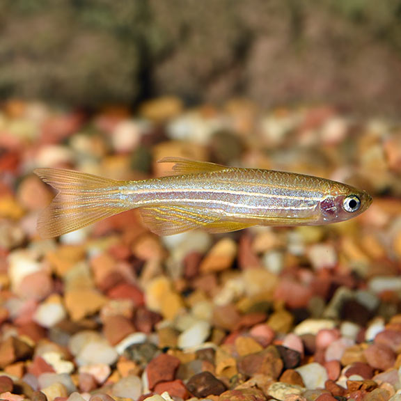 Gold Zebra Danio (Danio rerio)