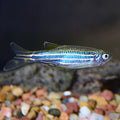 Longfin Zebra Danio (Danio rerio)