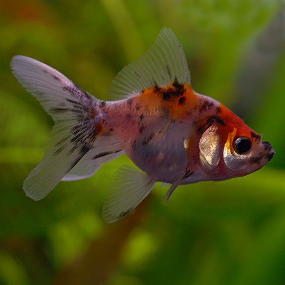 Calico Fantail Goldfish (Carassius auratus)