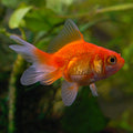 Domestic Red Cap Oranda Goldfish (Carassius auratus)