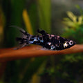 Silver Lyretail Molly
