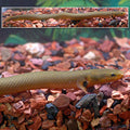 Ropefish (Erpetoichthys calabaricus)