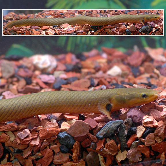 Ropefish (Erpetoichthys calabaricus)