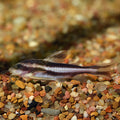 Striped Raphael Catfish (Platydoras armatulus)