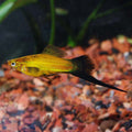 Marigold Swordtail